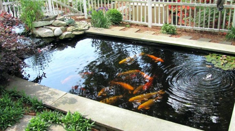 Best Fish Pond Sealer