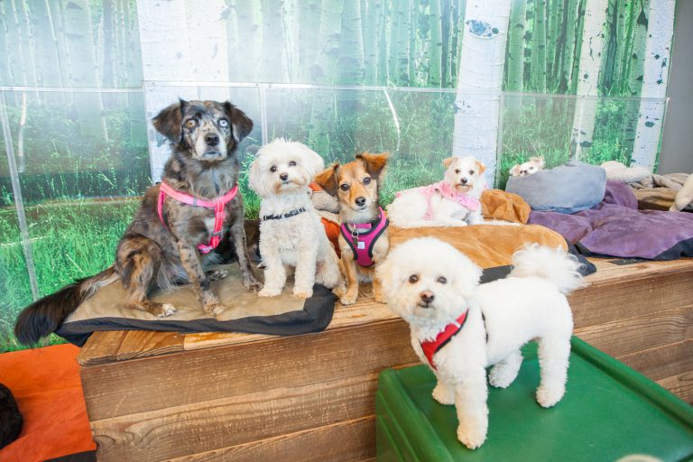 puppy day care services in Sydney